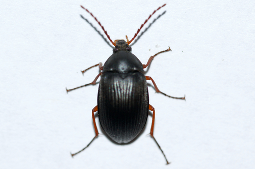 Pseudocistela brevis