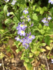 Lobelia berlandieri
