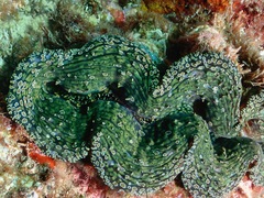 Tridacna noae
