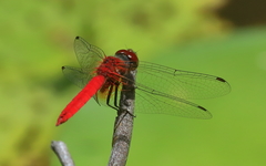 Aethriamanta nymphaeae