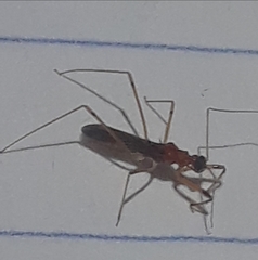 Saicinae