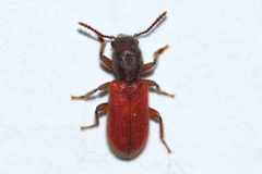 Zenodosus sanguineus