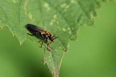 Eudioctria sackeni