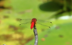 Aethriamanta nymphaeae