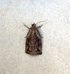 Archips oporana