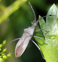 Chariesterus antennator