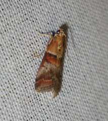 Acrobasis repandana