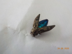 Chrysobothris acutipennis