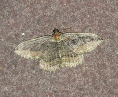 Philereme transversata