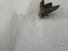 Chrysobothris acutipennis