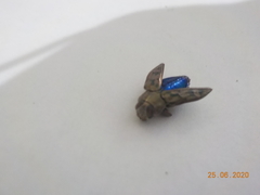 Chrysobothris acutipennis