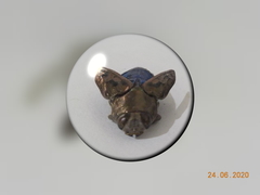 Chrysobothris acutipennis