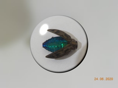 Chrysobothris acutipennis