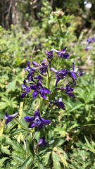 Delphinium barbeyi