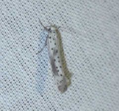 Yponomeuta irrorellus