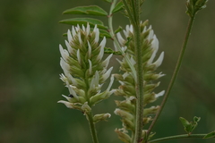 Glycyrrhiza lepidota