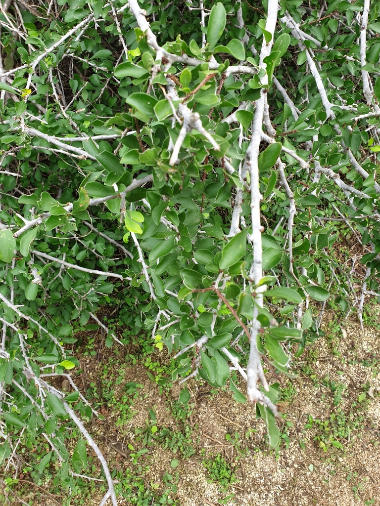 Schaefferia shrevei