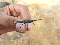 Calamacris clendoni