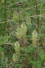 Glycyrrhiza lepidota