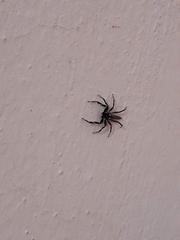 Leptofreya ambigua