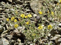 Mentzelia lindleyi
