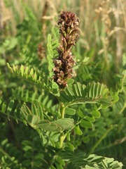 Amorpha nana