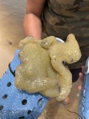 Aplidium stellatum