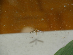 Tricyphona