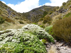 Veronica cryptomorpha
