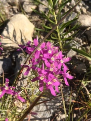 Zeltnera beyrichii