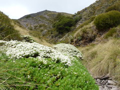 Veronica cryptomorpha