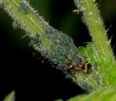 Aphis urticata