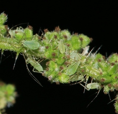 Microlophium carnosum