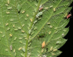 Microlophium carnosum