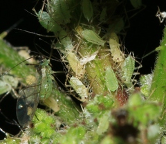 Microlophium carnosum