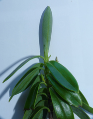 Veronica cryptomorpha