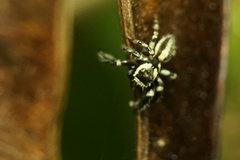 Evarcha bicoronata