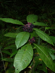 Ardisia opegrapha