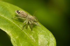 Rudakius