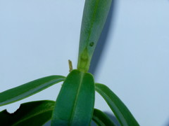 Veronica cryptomorpha