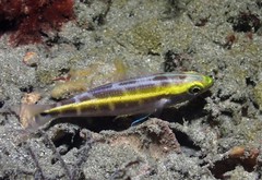 Pentapodus paradiseus