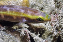 Pentapodus paradiseus