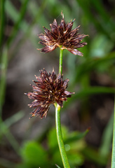 Juncus phaeocephalus