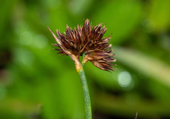 Juncus phaeocephalus