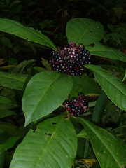 Ardisia opegrapha