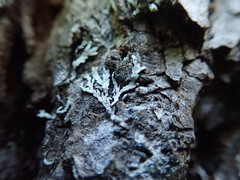 Parmeliopsis hyperopta