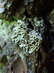 Parmeliopsis hyperopta