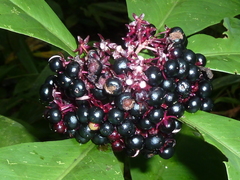 Ardisia opegrapha