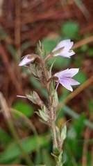 Veronica morrisonicola