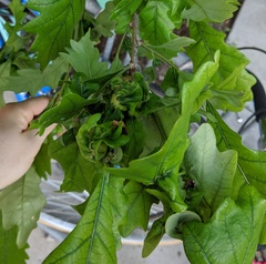 Neuroterus quercusbatatus